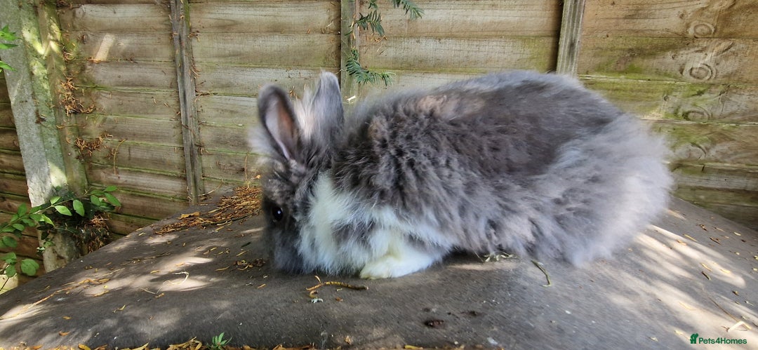 Lionhead rabbits for sale: Rabbit - Image 2