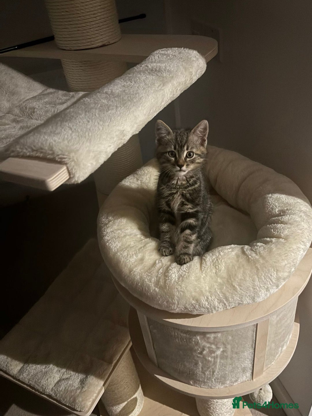American Shorthair cats for sale: Amazing playful boy is looking for a loving family - Image 3