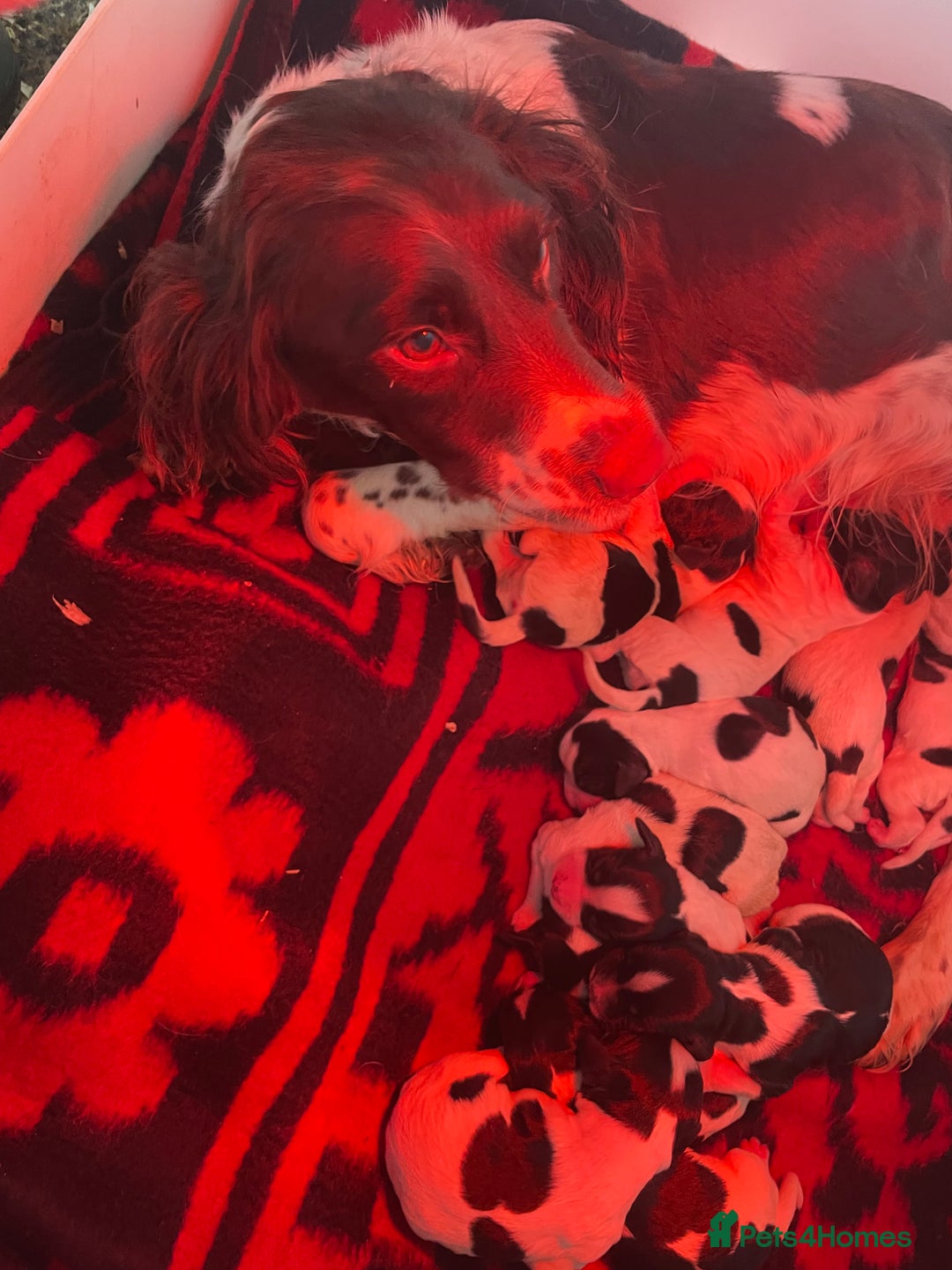 English Springer Spaniel dogs for sale: Beautiful English Springer Spaniels - Image 23