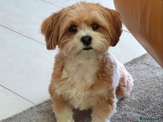 Havanese dogs Gorgeous Havanese Puppies for sale - Advert 1