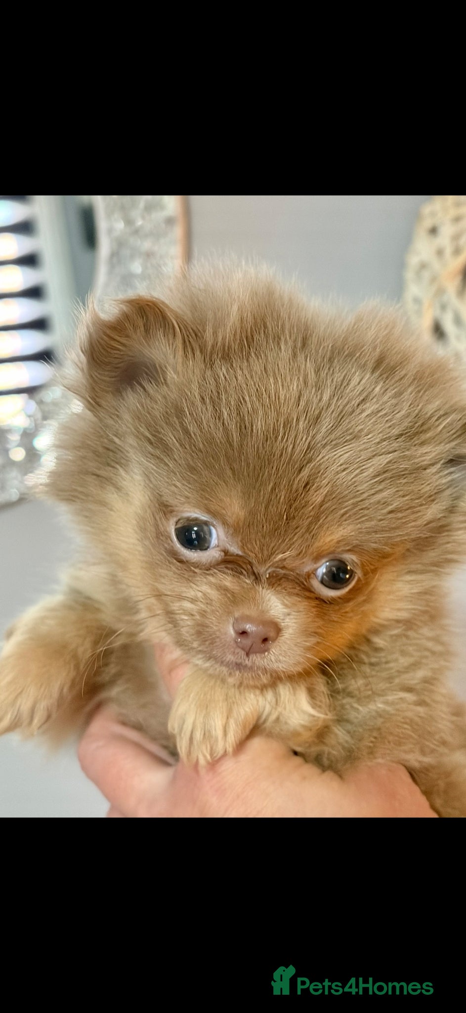 Pomeranian dogs for sale: Amazing lilac and tan micro  girl  - Advert 3