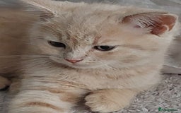 Persian cats for sale: PERSIAN MIX KITTENS 9 weeks old ready to leave.  - Image 9