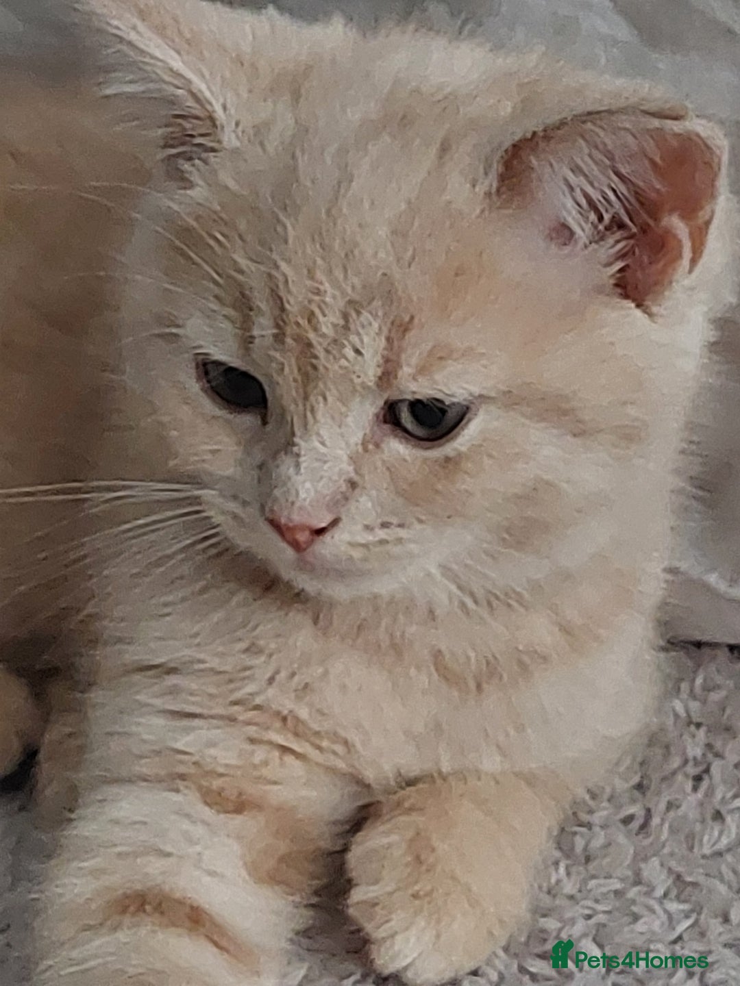 Persian cats for sale: PERSIAN MIX KITTENS 9 weeks old ready to leave.  - Image 9