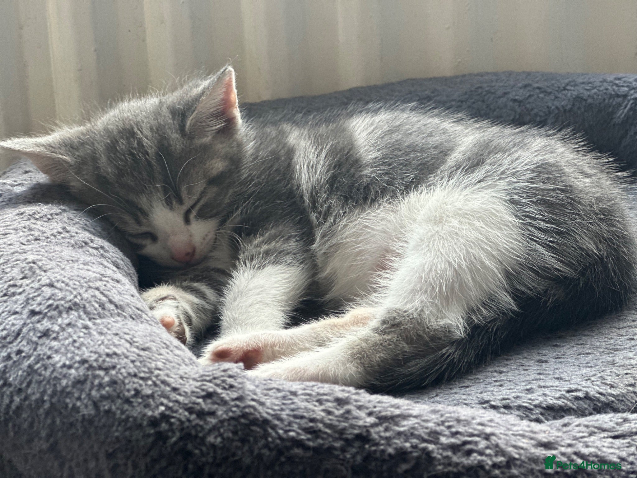 British Shorthair cats Beautiful Grey & White Male Kitten - Advert 3