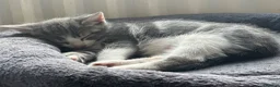 British Shorthair cats for sale: Beautiful Grey & White Male Kitten - Advert 1