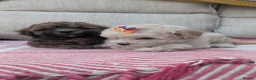 Shihpoo dogs for sale: ⭐ Toy Shihpoo Puppies ⭐ - Advert 14