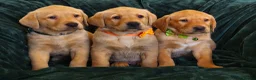Labrador Retriever dogs for sale: ⭐⭐7 Beautiful Fox Red Labrador Pups Ready Soon!⭐⭐️ - Advert 14