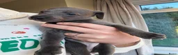 Whippet dogs for sale: *** last girl of the litter ***  - Advert 7