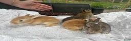 Mixed Breed rabbits for sale: 5 beautiful French lop x mini lops  - Advert 3