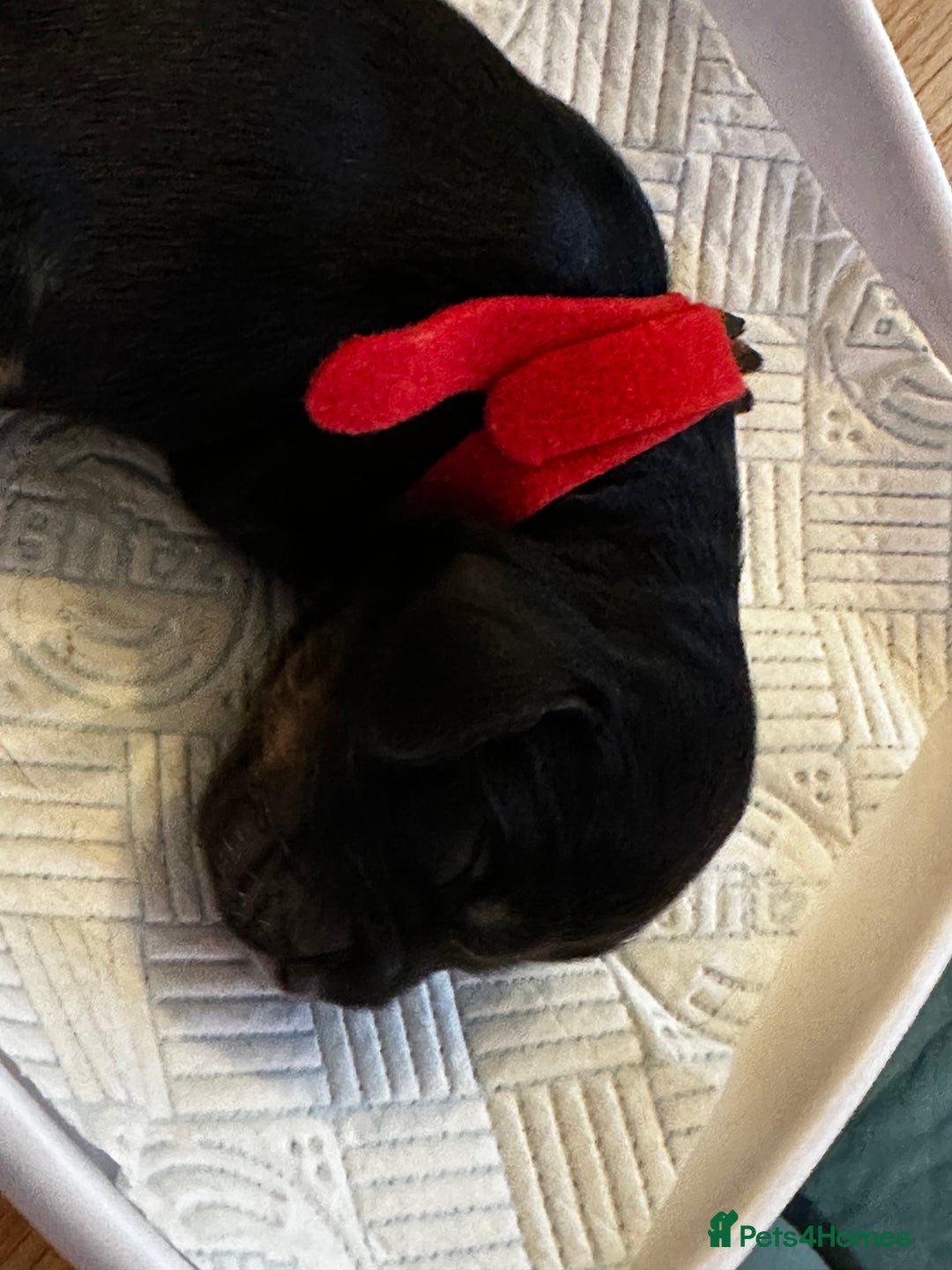 Cocker Spaniel dogs for sale: 🐾Adorable Cocker Spaniel puppies all now sold🐾 - Advert 10