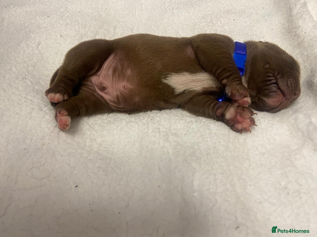 Mixed Breed dogs for sale: Dogue de bordeaux x staff puppies  - Image 18