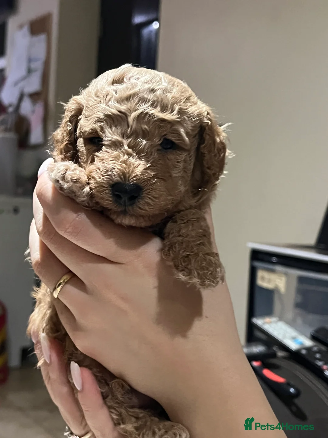 Maltipoo dogs for sale: Pure Maltipoo Puppies   - Advert 14