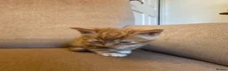 Mixed Breed cats for sale: Ready to go 4 ginger boy 1 tabby girl - Advert 23