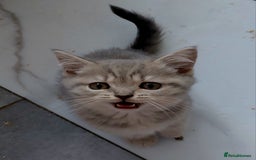 British Shorthair cats for sale: Beautiful pedigree british shorthair kittens - Image 9