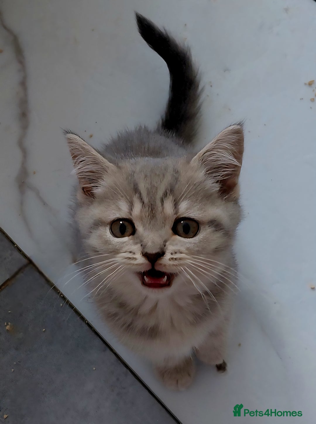 British Shorthair cats for sale: Beautiful pedigree british shorthair kittens - Image 9