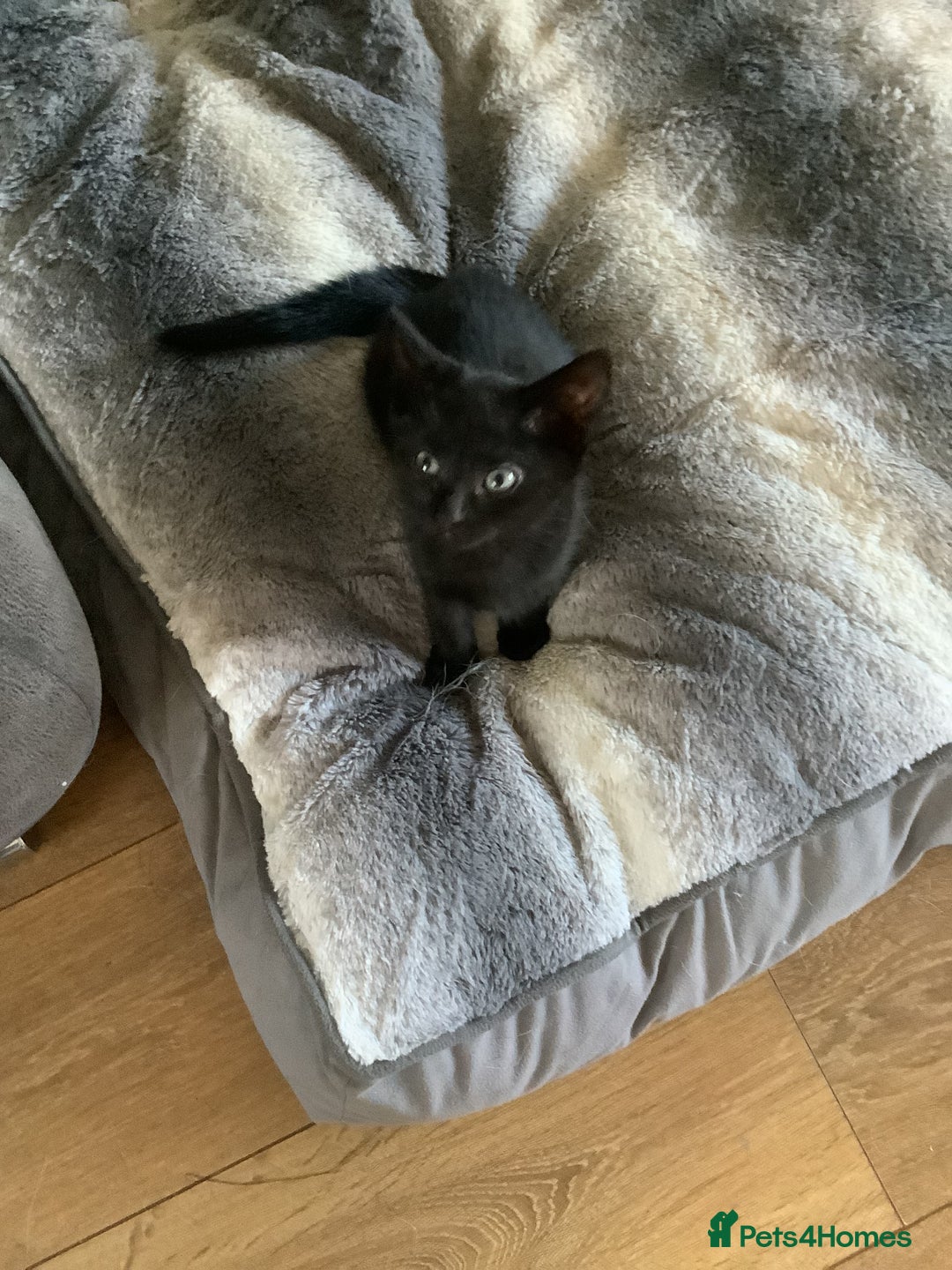 RagaMuffin cats for sale: 3 x girls for sale  - Advert 3