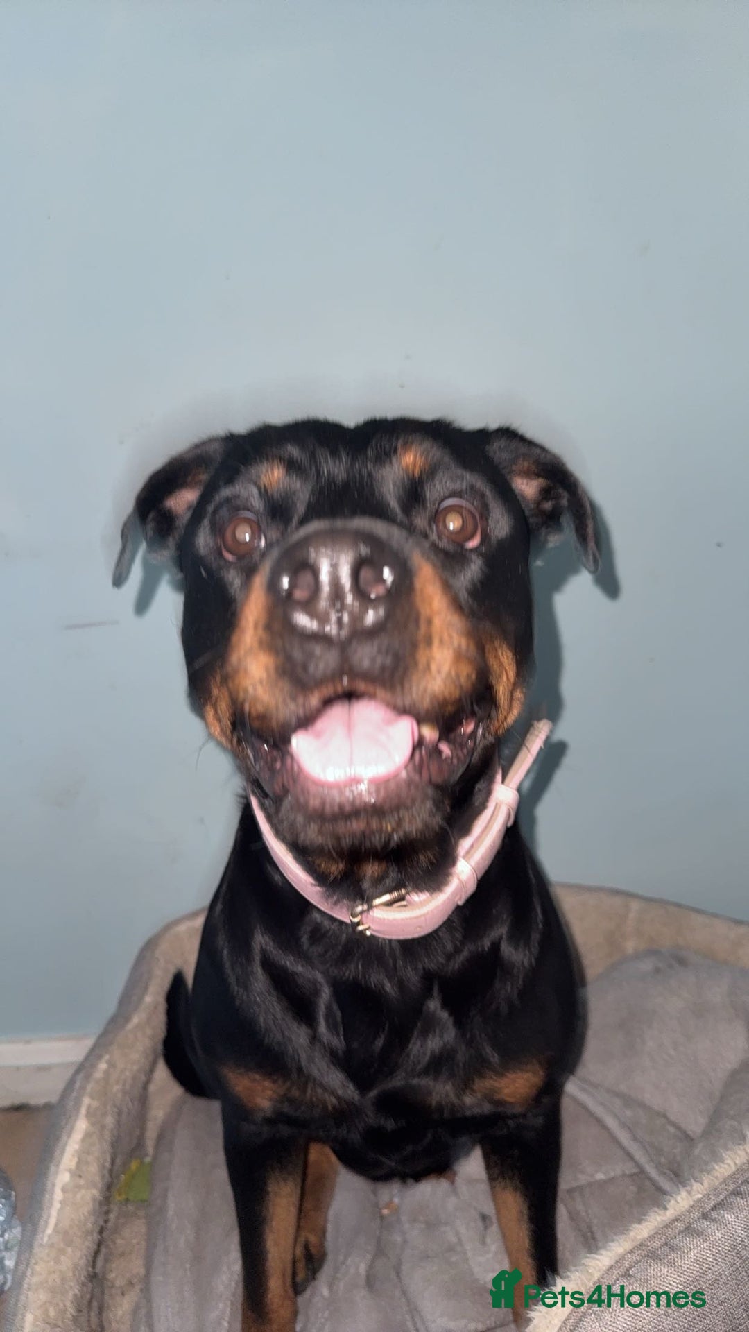 Rottweiler dogs for sale: Zulu 4 year old Rottweiler  - Image 6