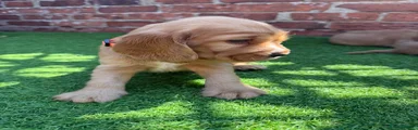 Cocker Spaniel red