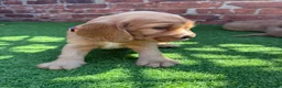Cocker Spaniel dogs for sale: 🌟🌟🌟Beautiful English Gold Show Cocker Spaniel  - Advert 37