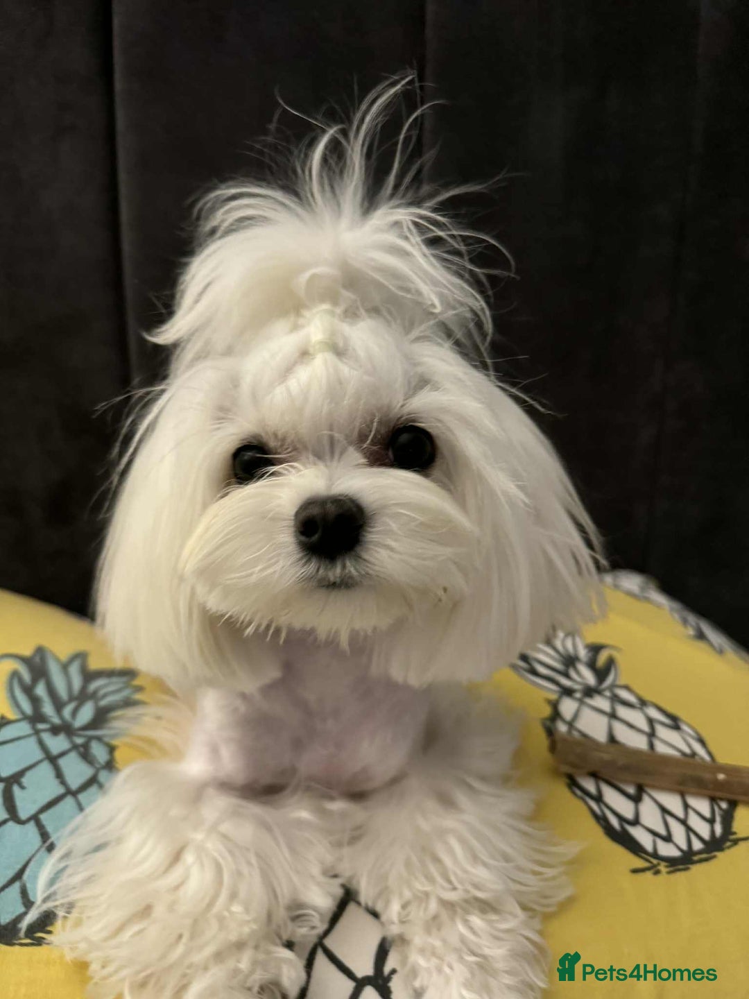 Maltipoo dogs for sale: Tiny F1 Asian Maltipoo puppies. Reserve now! - Image 19