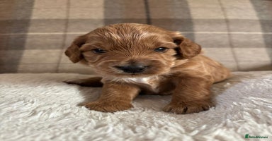 Cockapoo dogs - Advert 10