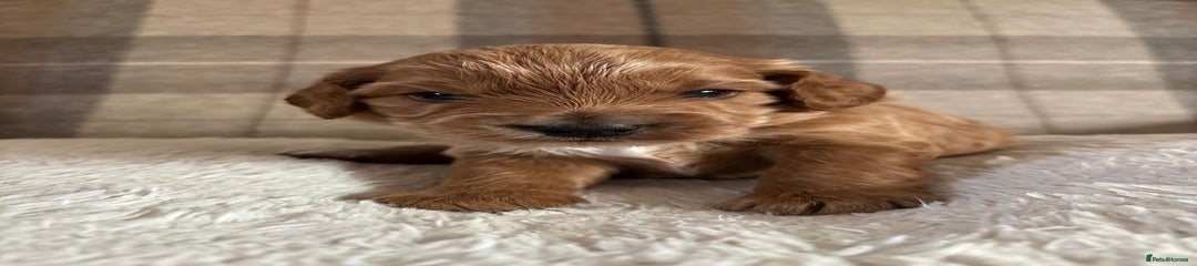 Cockapoo Puppy 1