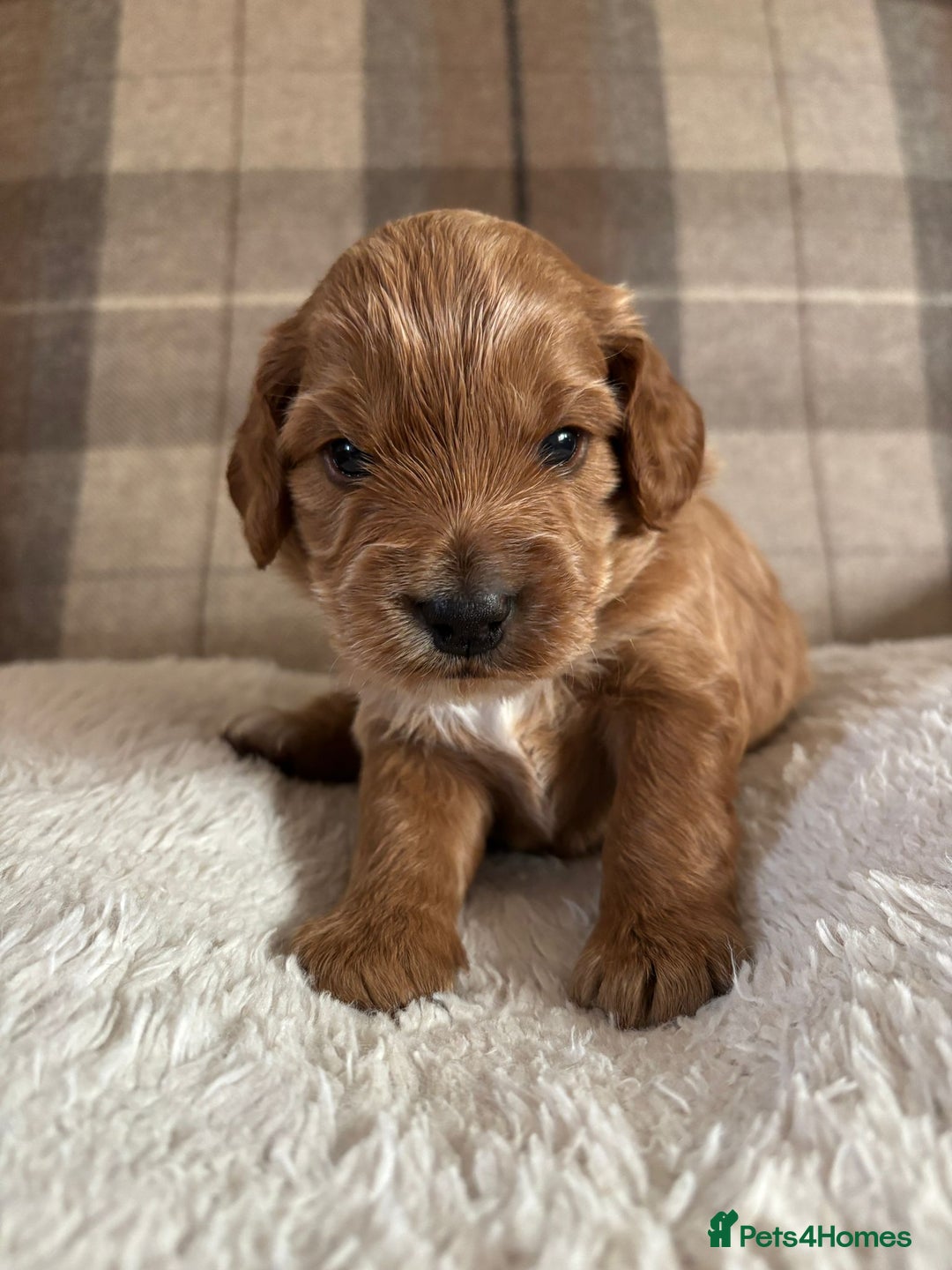 Cockapoo dogs for sale: Cockapoo - Image 3