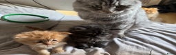 Persian cats for sale: Persian Litter of 4 for new loving home! - Advert 4