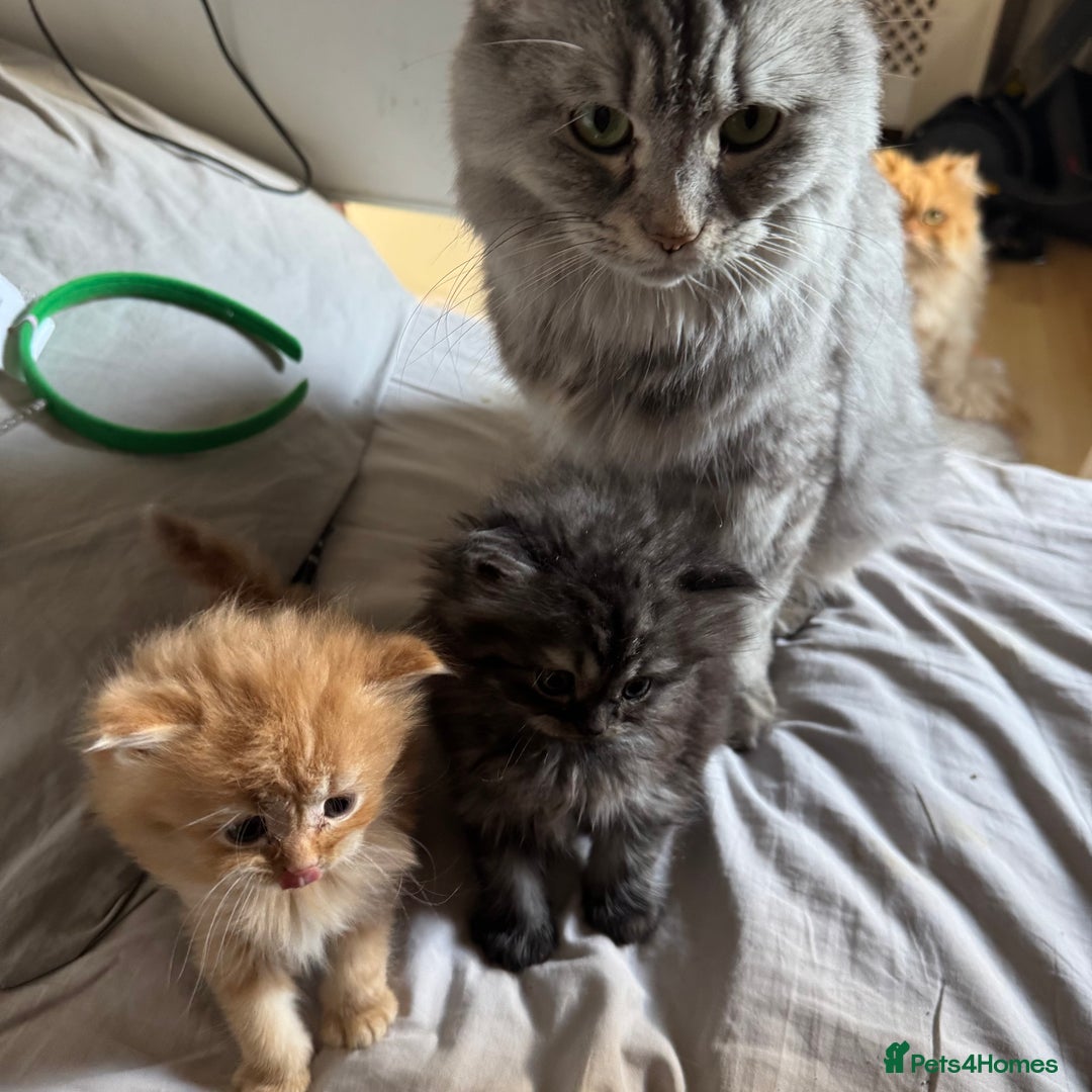 Persian cats for sale: Persian Litter of 4 for new loving home! - Advert 4