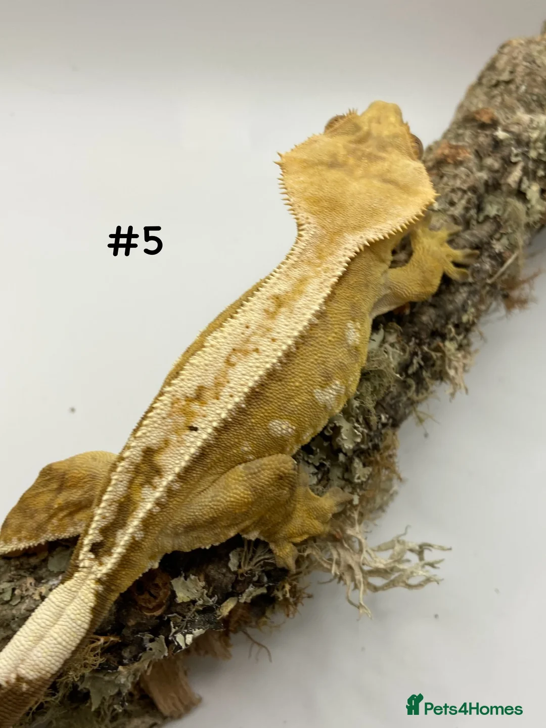 Gecko reptiles for sale: Adult and Juvenile Crested Geckos - Advert 17