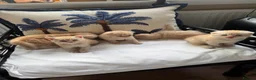 Scottish Fold cats for sale: Scottish fold and straight  in London - Advert 17