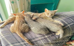 Ocicat cats for sale: Two delightful Blue Ocicat girls - Image 6