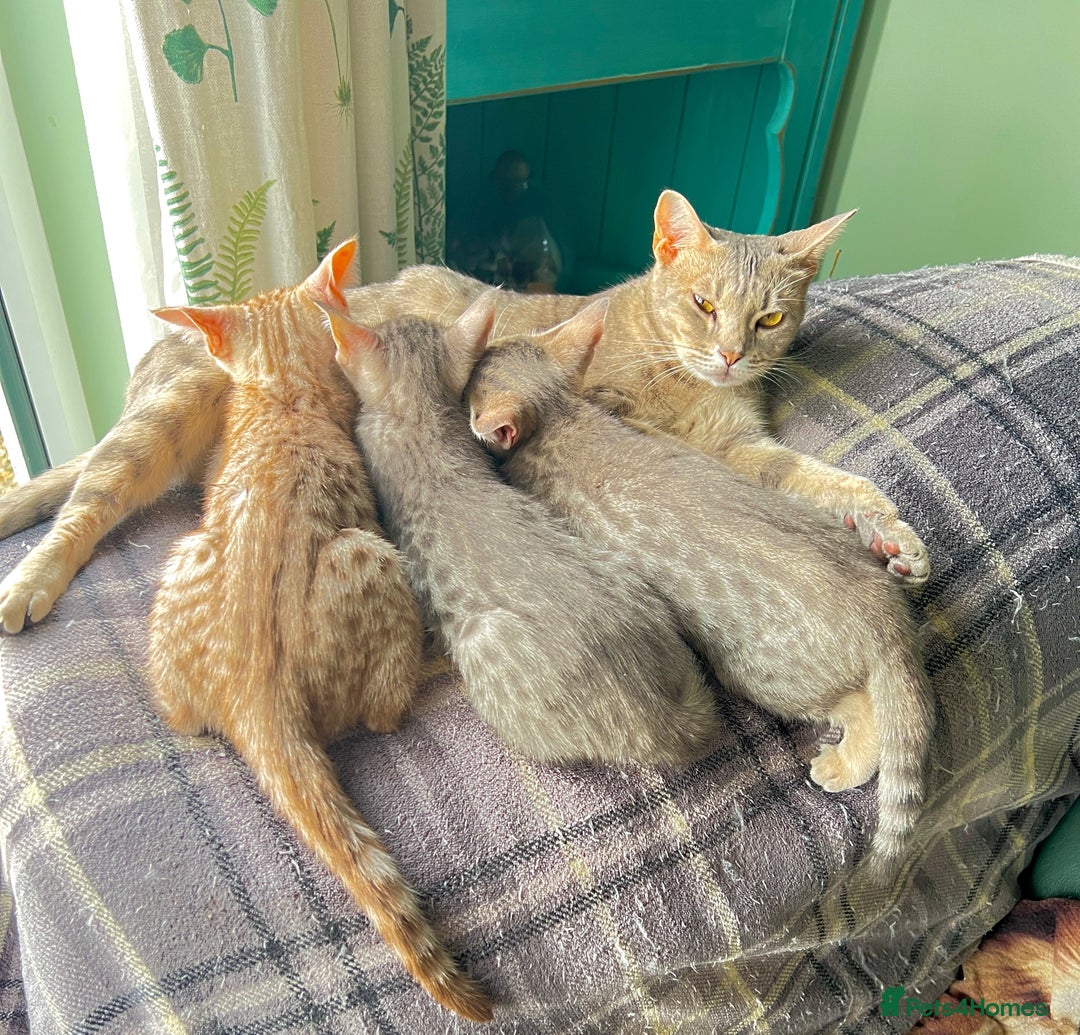 Ocicat cats for sale: Two delightful Blue Ocicat girls - Image 6