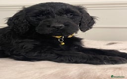Goldendoodle dogs for sale: Stunning Goldendoodle puppies - Image 21