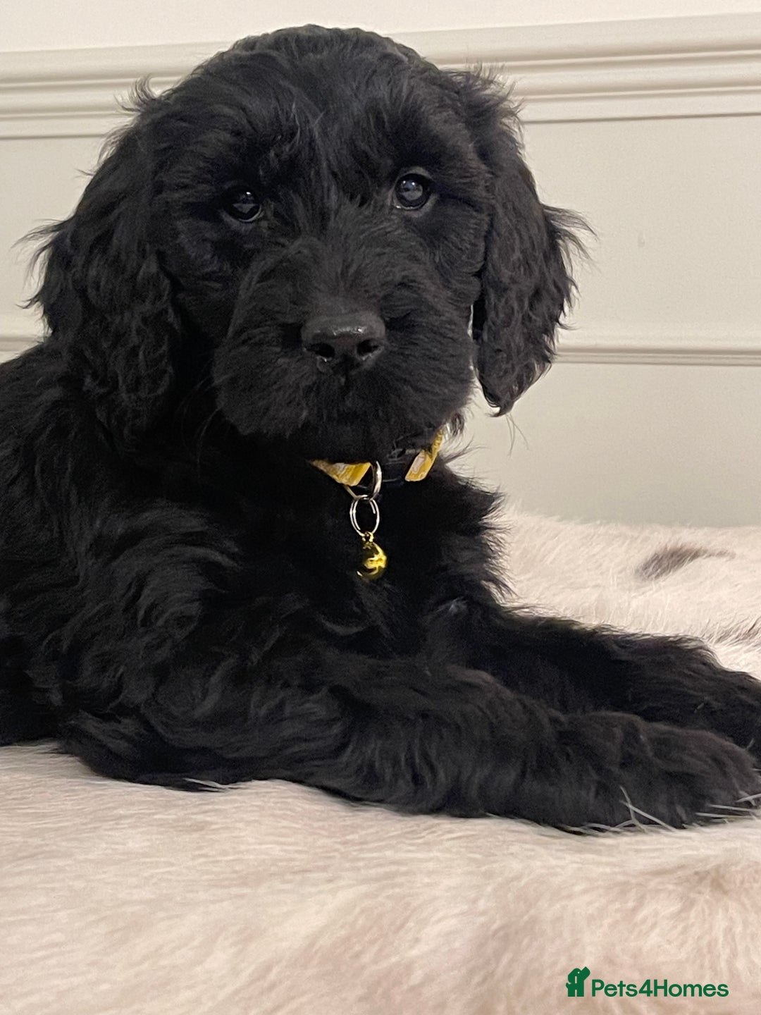 Goldendoodle dogs for sale: Stunning Goldendoodle puppies - Image 21