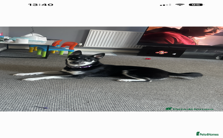 Siberian Husky dogs Husky - Advert 13