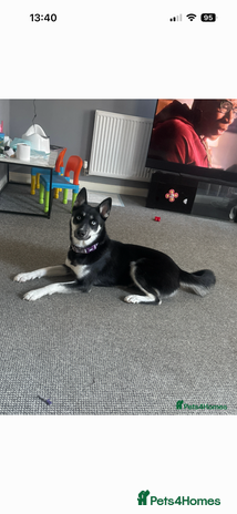 Siberian Husky dogs Husky - Advert 13