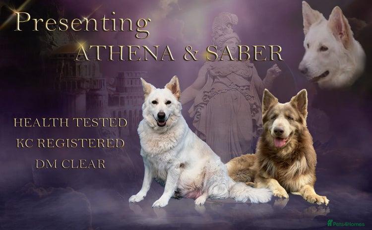 German Shepherd dogs - Advert 3