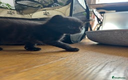 Maine Coon cats for sale: Maine coon cross kittens  - Image 15