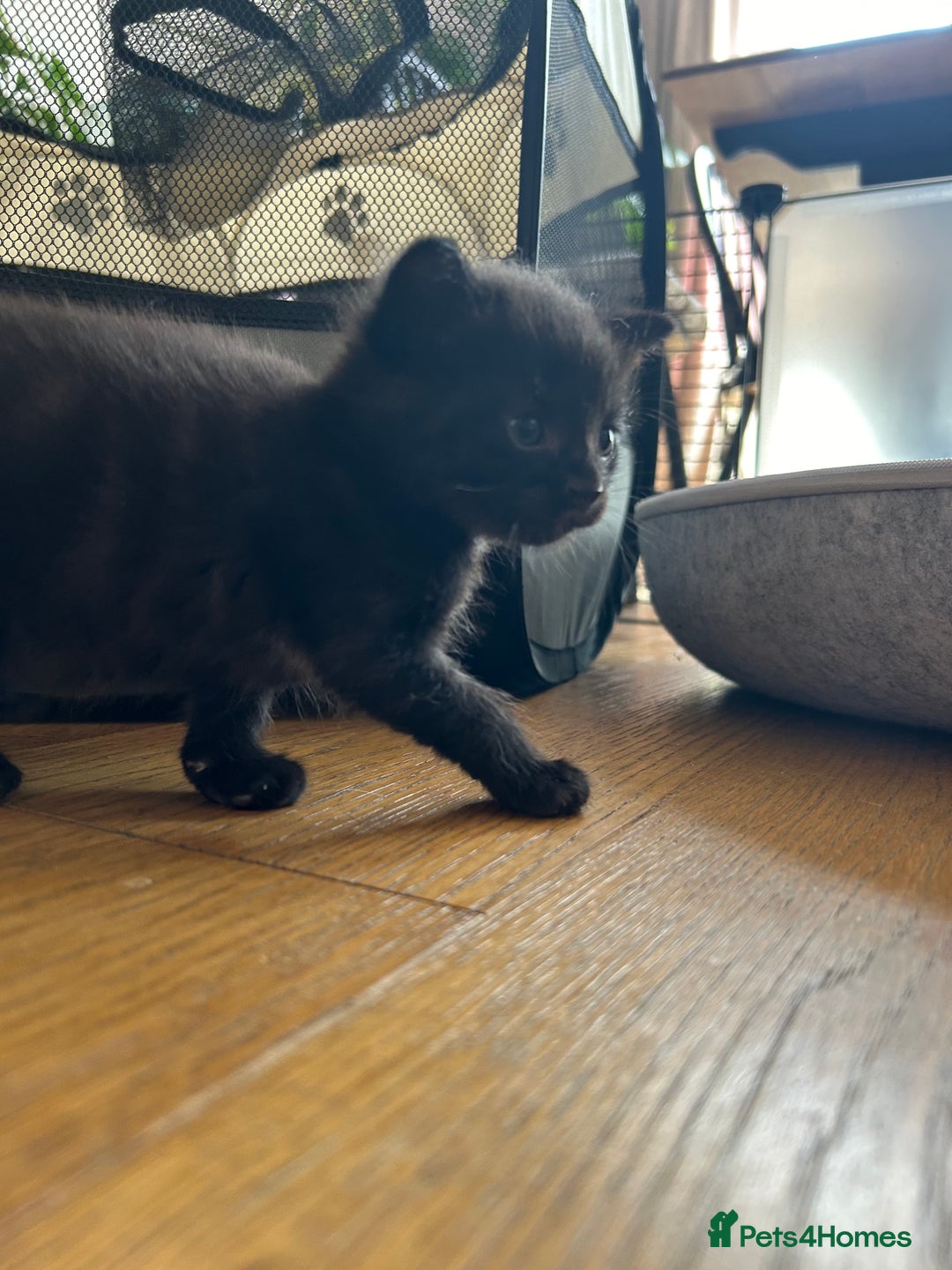 Maine Coon cats for sale: Maine coon cross kittens  - Image 15
