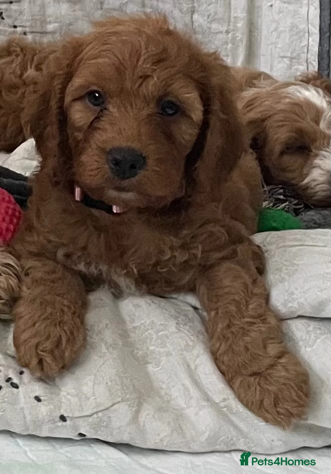 Cockapoo dogs for sale: AMAZING HEALTH CLEAR F1 COCKAPOO  - Advert 2