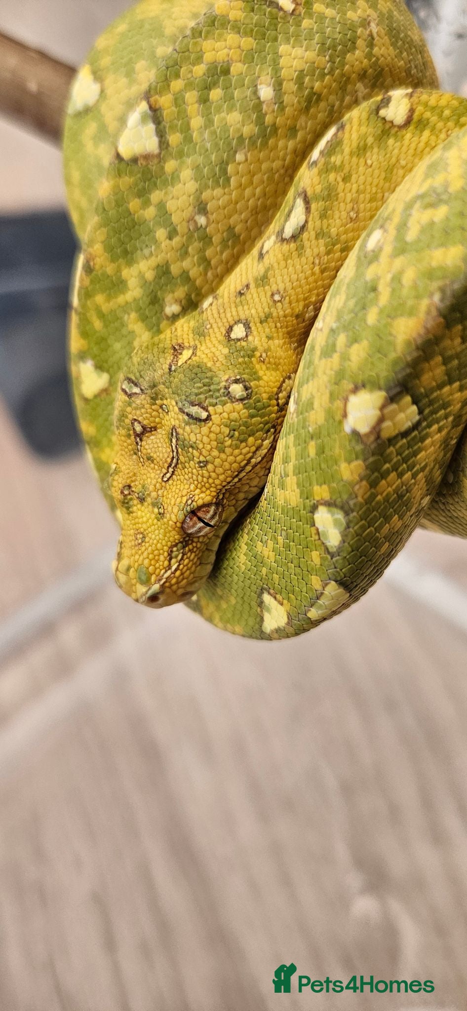 Python Snake reptiles Green Tree Python  - Advert 12