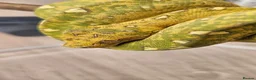 Python Snake reptiles for sale: Green Tree Python  - Advert 1