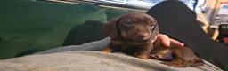 Miniature Dachshund dogs for sale: Miniature dachshund  in Pontypool - Advert 25