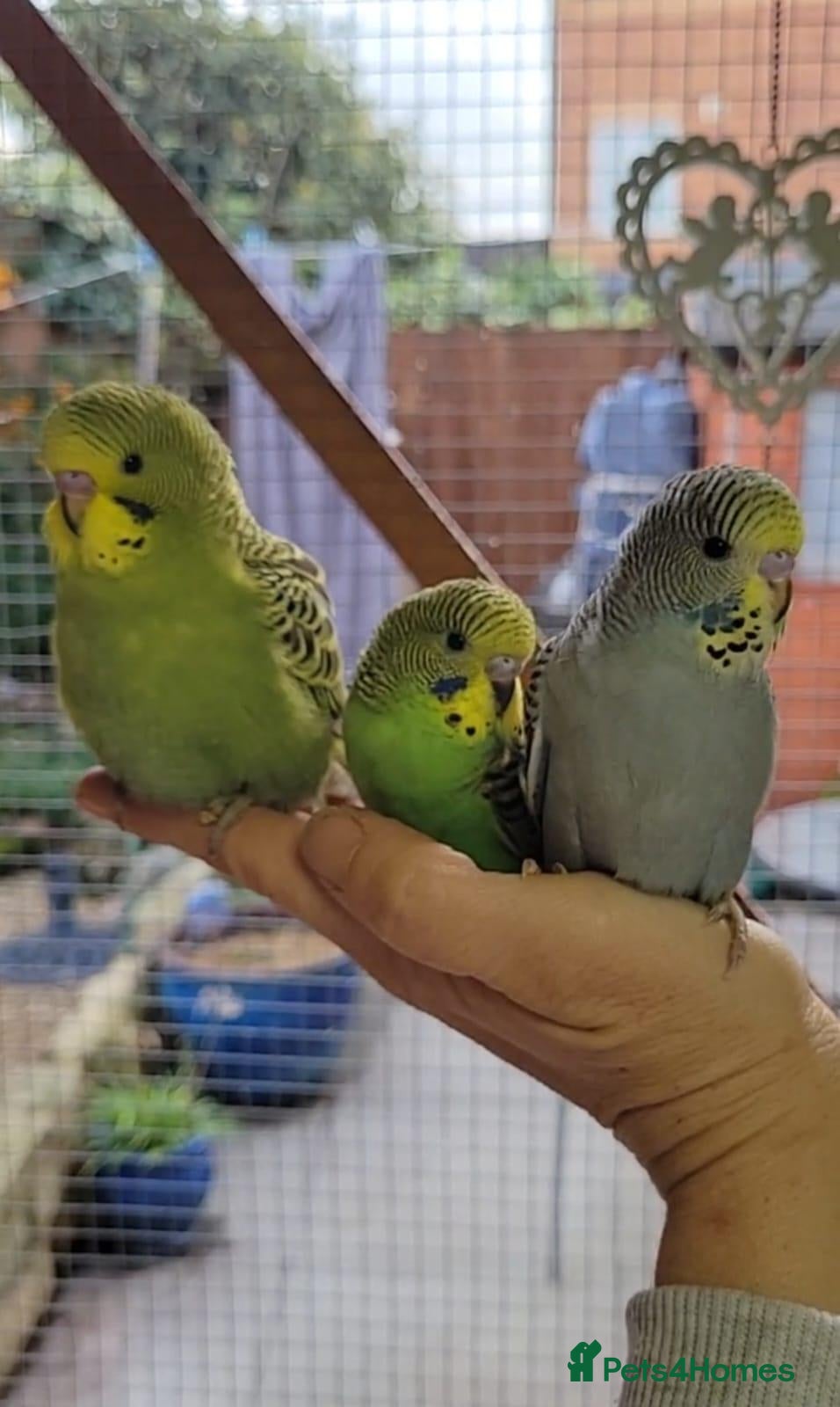 Budgerigars birds for sale: Budgies for sale - Advert 1