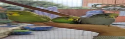 Budgerigars birds for sale: Budgies for sale - Advert 1