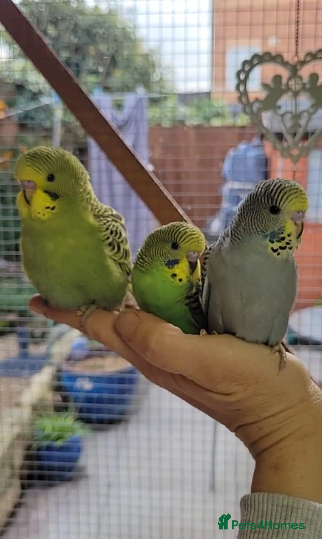 Budgerigars birds for sale: Budgies for sale - Advert 1