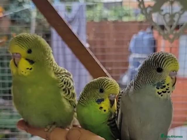 Budgerigars birds for sale: Budgies for sale - Advert 1