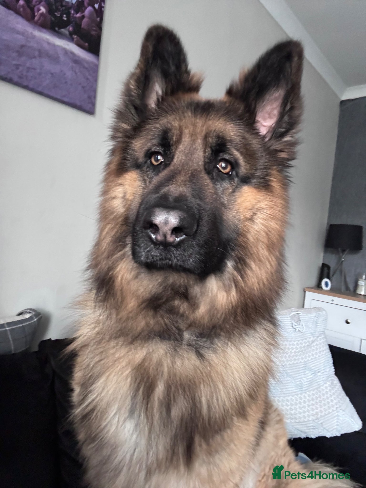German Shepherd dogs for sale: German Shepard  in Manchester - Advert 1
