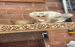 Persian cats for sale: Lovely Persian cats  - Image 15